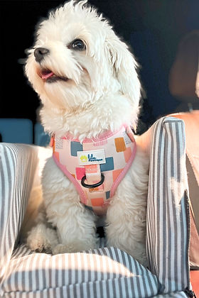 Dog Adjustable Harness Vik Fiesta | Lila Pawtique