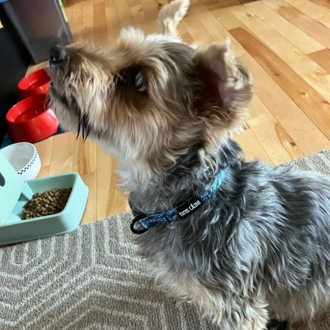 Collier - Dans la jungle