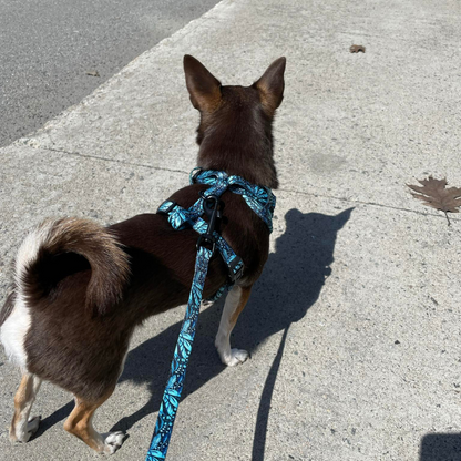 Laisse - Dans la jungle