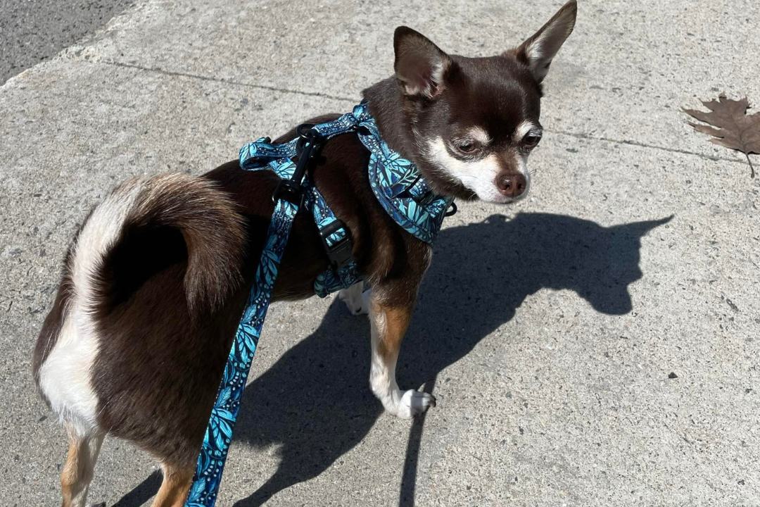 Harnais - Dans la jungle