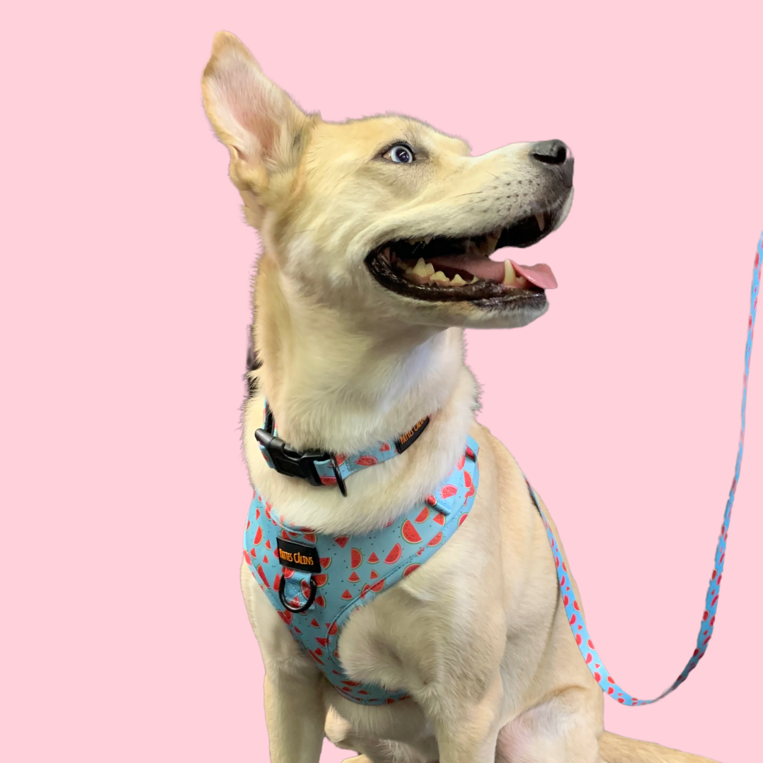 Harnais - Soif de melons