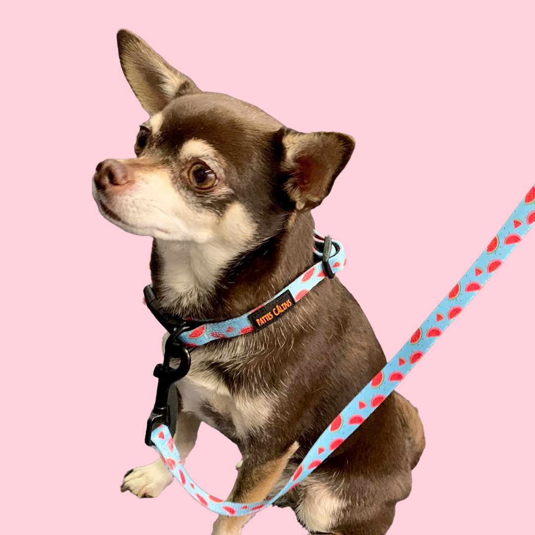 Laisse - Soif de melons