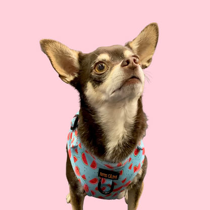 Harnais - Soif de melons