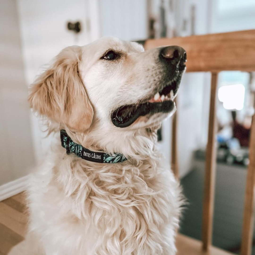 Collier - Dans la jungle