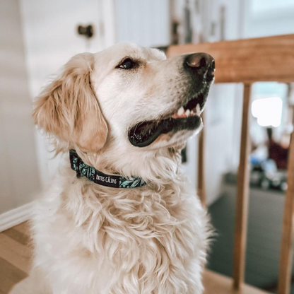 Collier - Dans la jungle