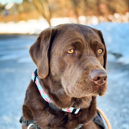 Collier - Soif de melons