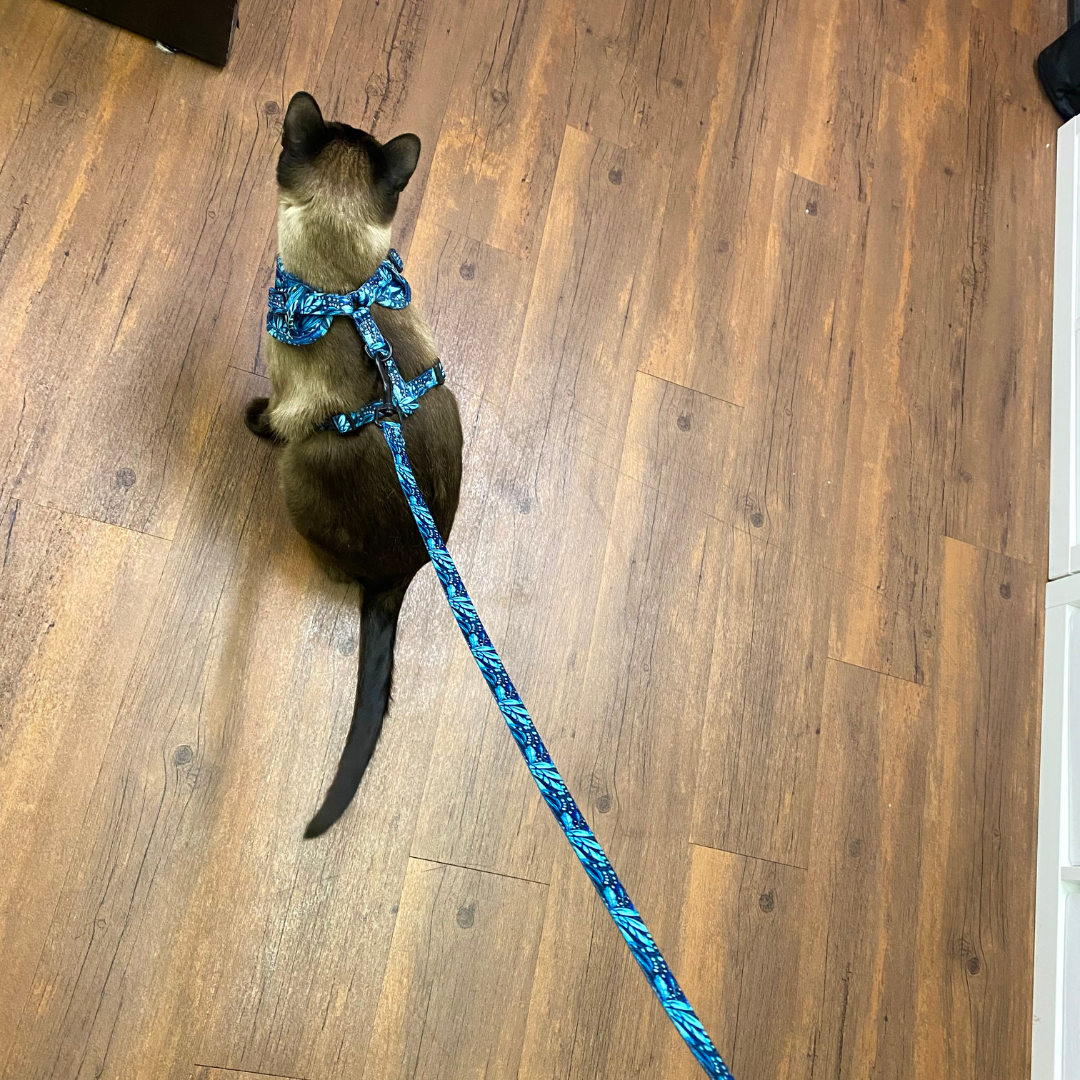 Laisse - Dans la jungle