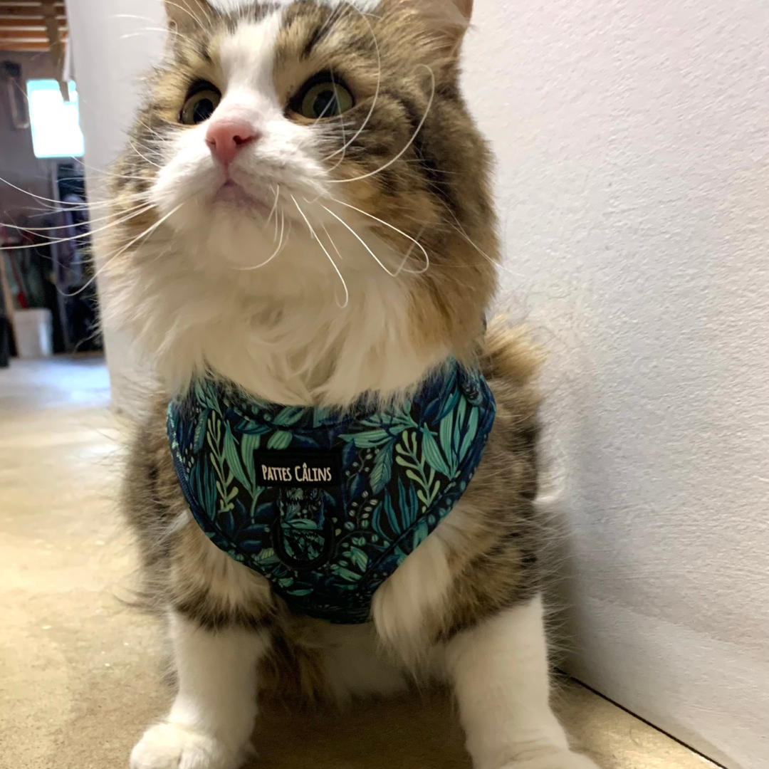 Harnais - Dans la jungle