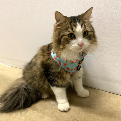 Harnais - Soif de melons