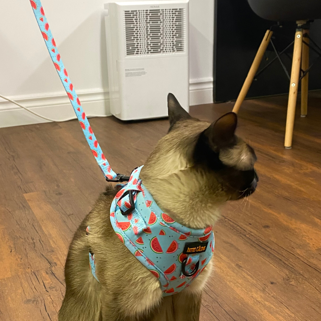 Laisse - Soif de melons