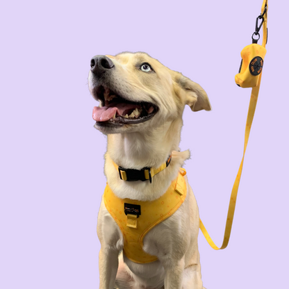 Laisse - Rayons de soleil