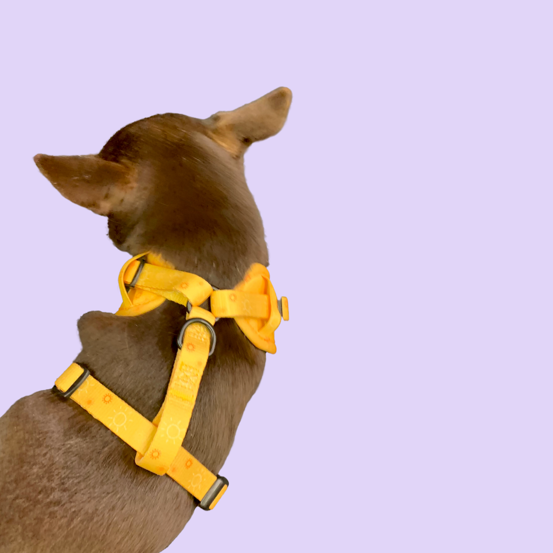 Harnais - Rayons de soleil